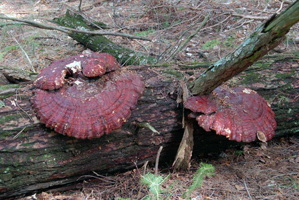 Ganoderma tsugae, shows how they look in winter. These can stay on a tree for more than a year before they too begin to decay.